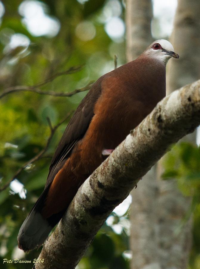 St Lucia Kingfisher Lodge Kültér fotó