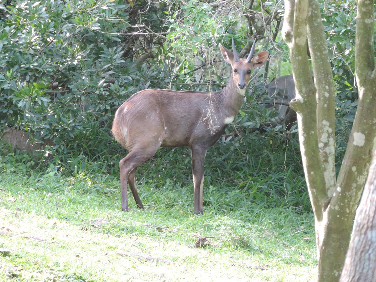 St Lucia Kingfisher Lodge Kültér fotó